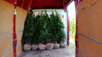 Tuja Smaragd, vavrínovec, červienka - Námestovo - 17