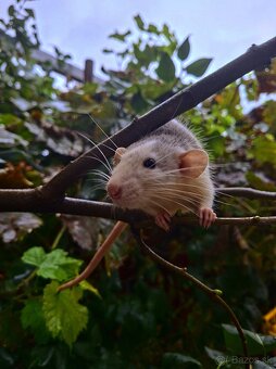 Predám potkanika Dumbo - 17