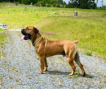 Boerboel štěňata FCI PP - 17