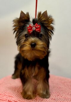 Yorkshire Terrier, Mini Yorkshire, yorki, jorksir - 17