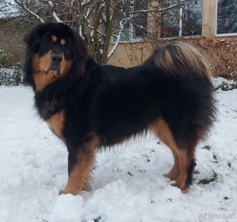 Tibetská doga - šteniatka s PP - 17