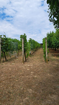 Vínny domček s vinicou a ovocným sadom v Bátorových Kosihách - 17