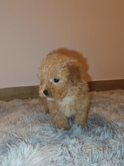 Toy Maltipoo - 17