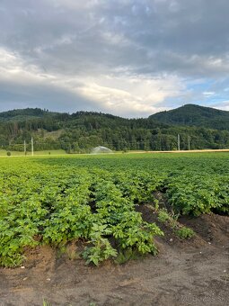 Domáce Zemiaky - 17