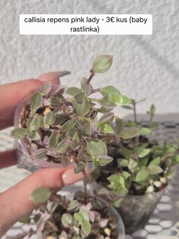 Predám izbové rastliny - 17