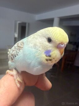 Andulky mlada Maznačik - 17