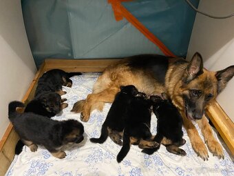 Šteniatka nemeckého ovčiaka typu Rex s PP - 17