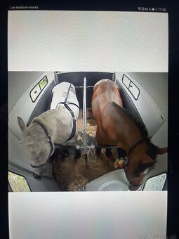 Preprava koní - K2HORSESTAXI.sk - 17