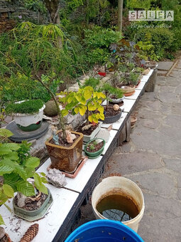 Výrazne znížená cena....Jedinečný rodinný dom v Šali/Veči - 17