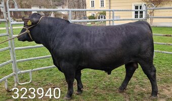 Plemenný býk Aberdeen Angus - vakcinovaný na Bluetongue - 17
