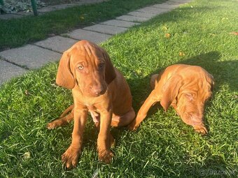 Maďarská vyžla - šteniatka - 17