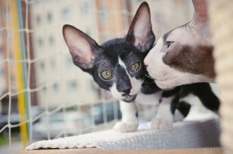 Cornish rex s PP - 17