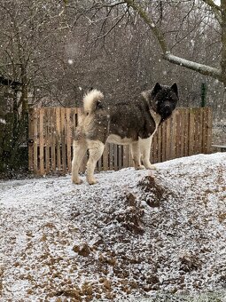 Americká Akita - 17
