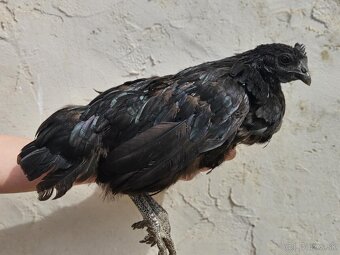 Ayam cemani - 17