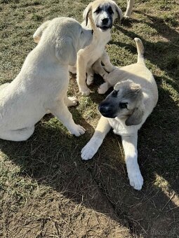 Predám šteniatka kangaly - 17