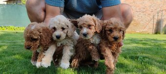 Maltipoo Cavapoo GoldenDoodle - 17