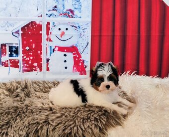 Yorkshire teriér, Biewer, Biro, Yorkshire teriér s PP - 17