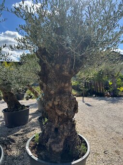 ‼️Akcia‼️ Olivovníky Bonsai - 17
