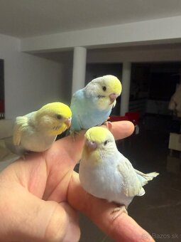 Andulka Maznačik - 17