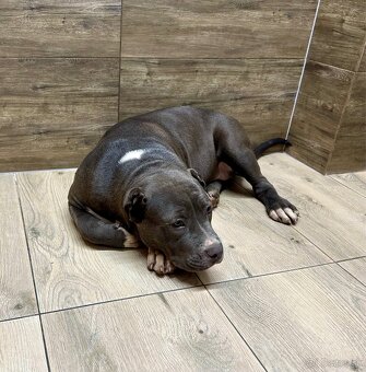 American Bully XL - 17