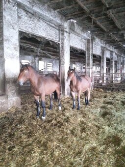 Predám 7 ťažnych zrebcov - 17