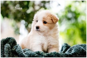 Border Collie Border Kolia s PP FCI barva ee red - 17