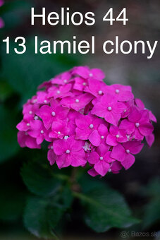Helios 44 2/58 mm 13 lamiel clony - 17