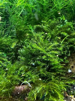 krevetky + rastlinky - 17