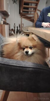 Ponúkam pomeriana na krytie - 17