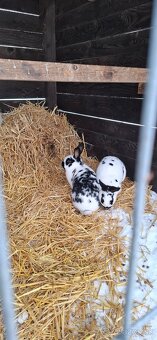 Predám malý chov mäsových králikov. - 17