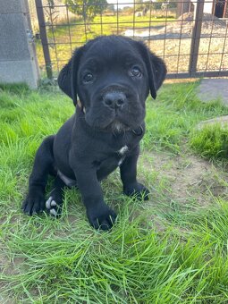Cane corso - 17