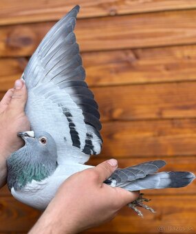 Poštové holuby - 17