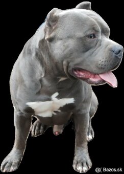 Štěňata American Bully XL s PP ABKC - 17