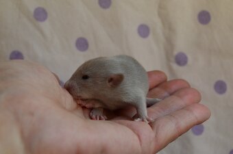 Potkaníky s rodokmeňom - 17
