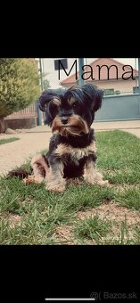 YORKSHIRE TERRIER -3color šteniatka - 17