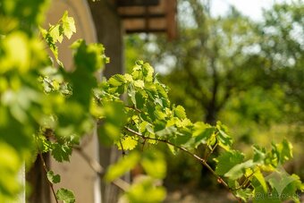 POZOR ZNÍŽENÁ CENA Viničný domček z roku 1878 - 17