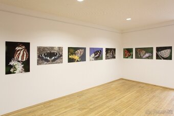 Fotografie motýľov, zarámované, 96 x66 (101 x 70) cm - 17