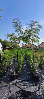 vavrínovec, červienka, živý plot - 17