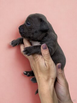 American Bully XL - Exkluzivní spojení šampionů - 17