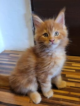 Mačiatka Maine Coon - 17