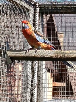 Rozely Adelaidské - 17