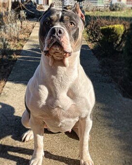 American bully xl/xxl s PP - 17