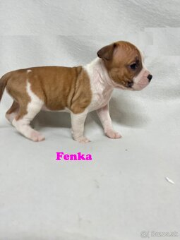 Americky Stafordšírský Terier šteniatka - 17