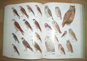 Poľovnícky náučný slovník - 17