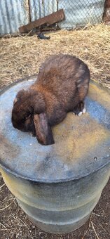 Francúzsky baran - 17