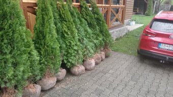 Tuja Smaragd, vavrínovec, červienka - Poprad - 17
