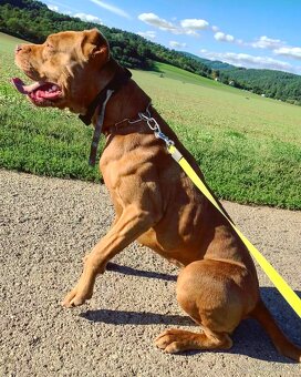 Bandog , Molos , Mastif - 17