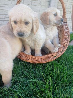 Zlatý retriever - 17