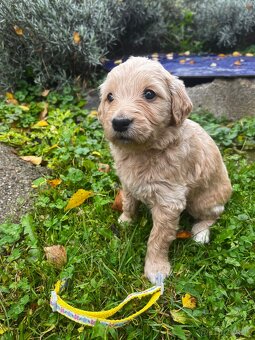Goldendoodle šteniatka F2 - 17