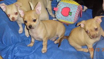 čivava krátkosrstá - 17